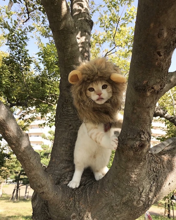 Screen test for the role of Mufasa - cat, a lion, The lion king