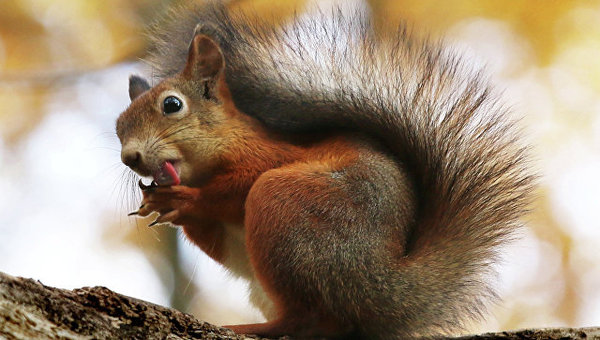 Squirrel prevented early voting in the US presidential election - Events, Politics, US elections, Ohio, Squirrel, Wiring, Short circuit, Риа Новости