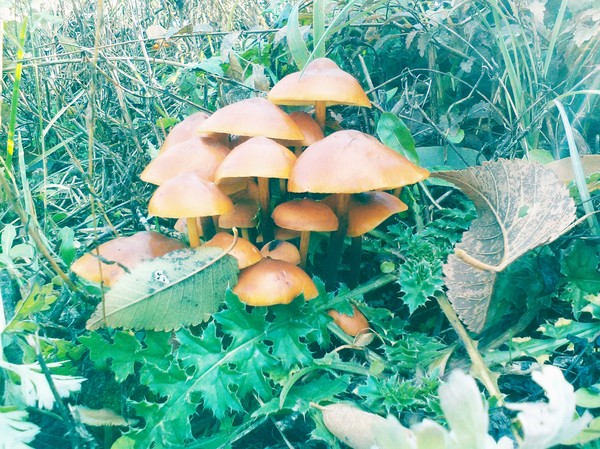 Mushrooms in nature - My, Autumn, Photo, Mushrooms, Nature, Russia, Honey mushrooms