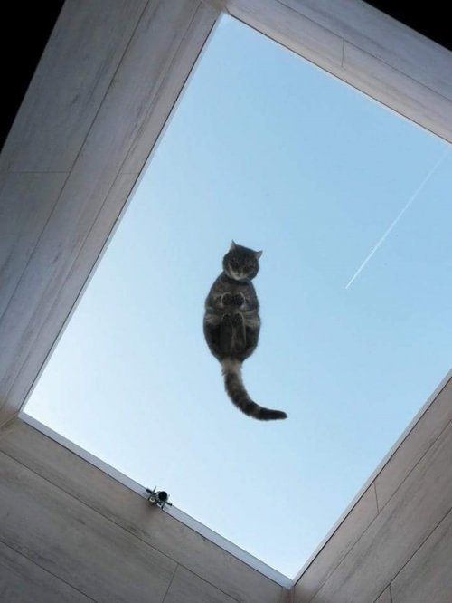 Cat. - cat, Glass, Longpost