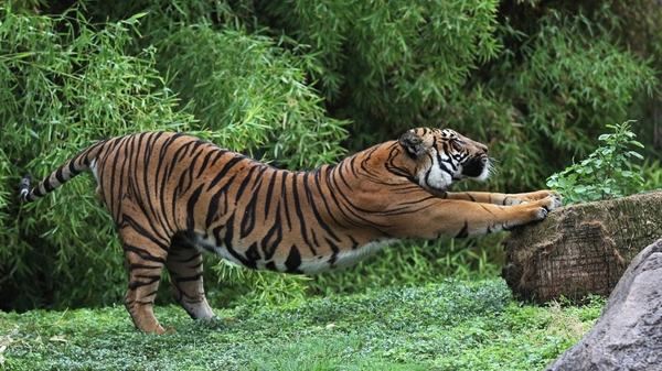 tiger pulls - Tiger, Puffs, Photo