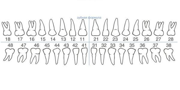 Simple Dentistry. Caries. - , Longpost, The medicine, Facts, Images, Dentistry, The science