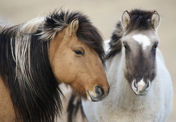 Mongolian beauties =) - Horses, Mongolia, Valery Maleev