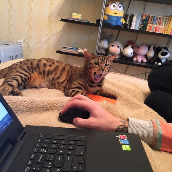 Your face when the owner looks at other cats on the Internet. - My, cat, Harold hiding pain, Princess Leia, Tags are clearly not mine