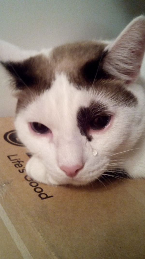 Life's good - My, cat, Tears, Onion cutting