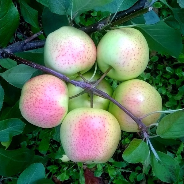 This is the perfect cluster of apples - Cluster, Photo, Perfectionism, Apples, Nature, Paints, beauty