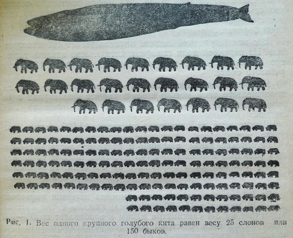 Инфографика — вес одного крупного голубого кита, 1948 год, СССР Кит, Инфографика
