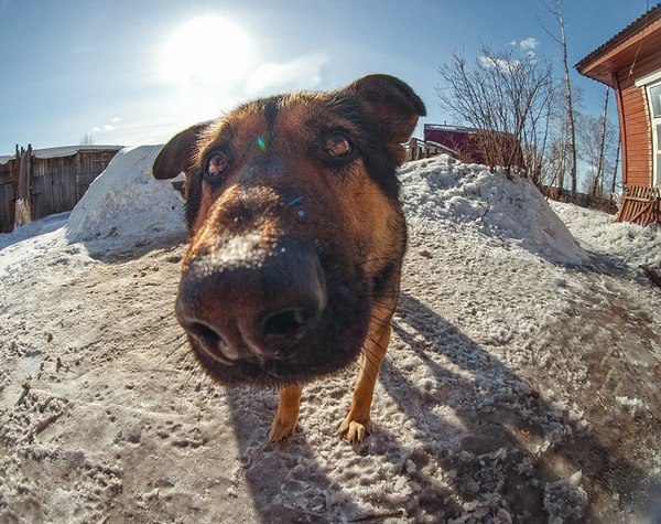 When I decided to take a picture with fisheye - Dog, Fishye, Spring, Lol, The photo, , Photoshop master, Direction finding