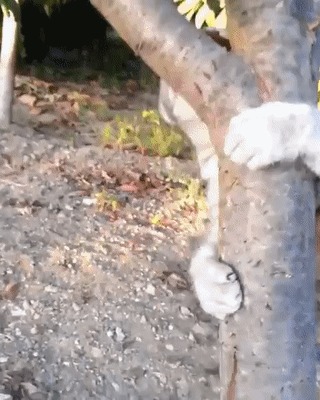 Отпусти меня, я люблю её!