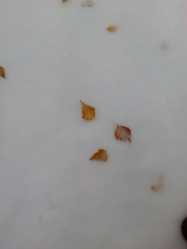 Winter is closer than you think - My, Snow, Autumn, Leaves, Photo
