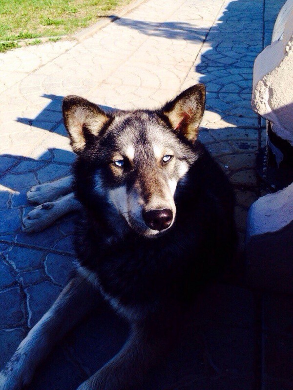 These eyes... - Dog, Wolf, Eyes, The charm, Spring, Longpost