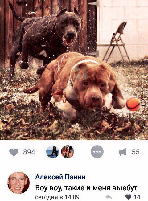 Panin wrote under the photo with dogs - Dog, Alexey Panin, Memes, In contact with