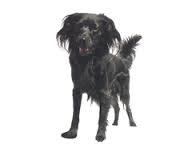 Собачья дама строгих правил