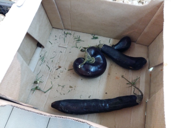 Nothing unusual, just an eggplant sleeping =) - Eggplant, My, Dream