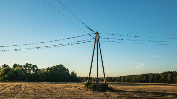 Feathered Council - My, Photo, Latvia, Nature, The photo, Birds