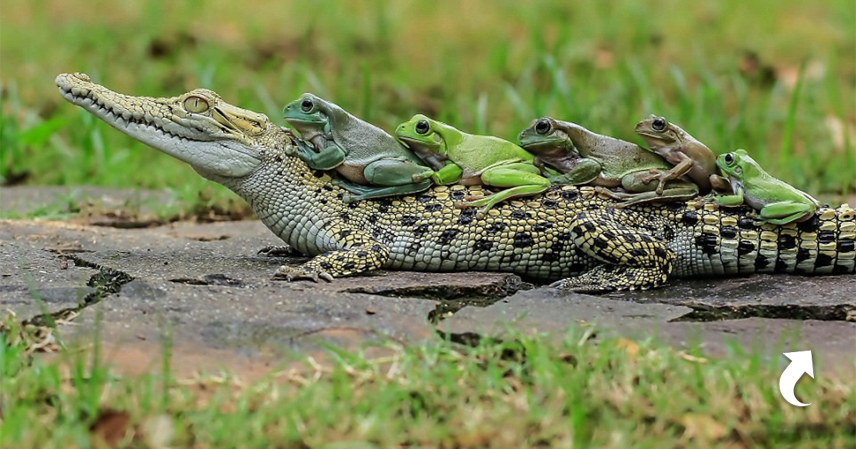Крокодилы и лягушки какие животные. Кайман Южной Америки. Пресмыкающиеся змеи ящерицы крокодилы. Крокодил и лягушка. Крокодил и жаба.
