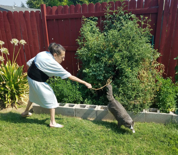 A selection of photoshops for a photo in which a grandmother chases a cat - Fotozhaba, Longpost, cat, Photoshop, Grandmother