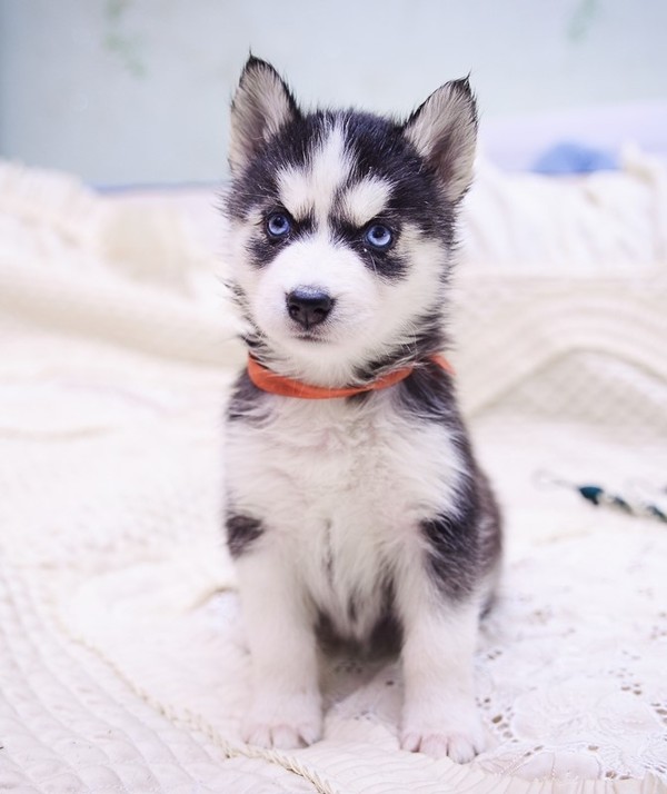 Milota - Dog, Husky, Puppies