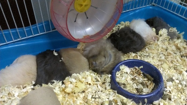 SIMPLY SYRIAN HAMSTERS SLEEP IN A ROW - Dream, Hamster, My