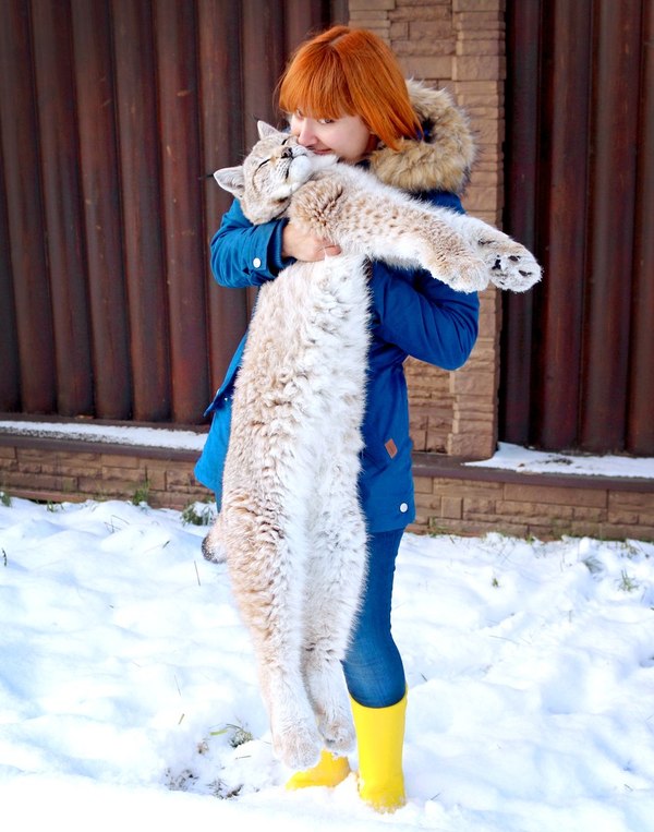 Umka loves to hug :) - My, Lynx, Umka, Bobcattv