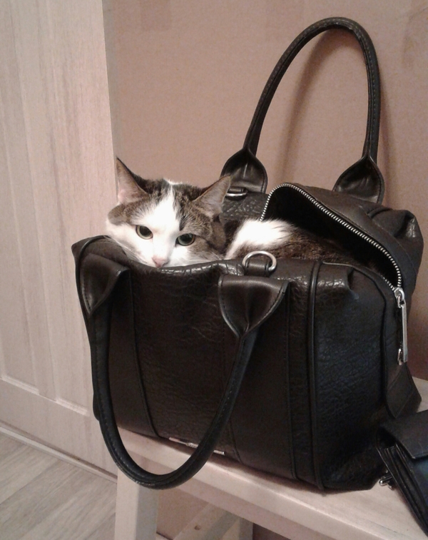Cat in a bag - My, cat, Pet, In the house, Сумка, Pets, I'm in the house