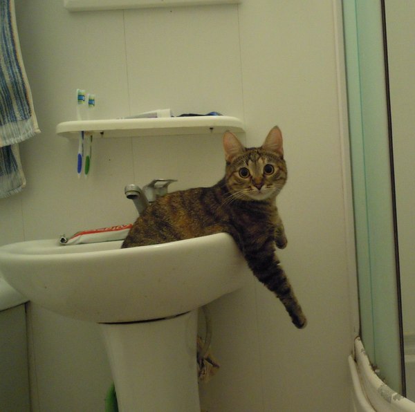 Astonishment - cat, Morning, Bath, Photo, Sink, Astonishment