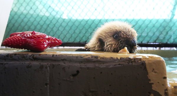 Where I am? - Otter, Otters, Milota, Animals, Sea otter