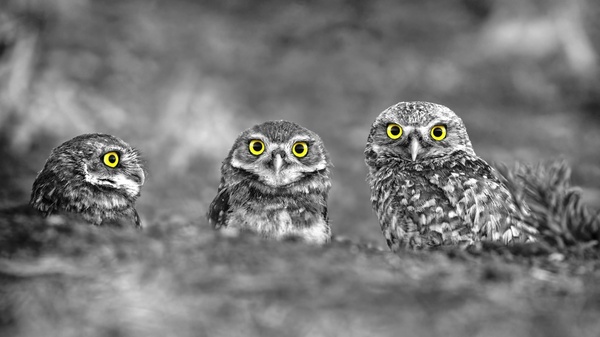 Owls - Eyes, Owl, , Black and white photo, Owl