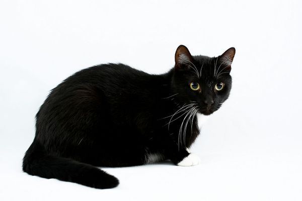 That furry heat emitter. Meet Kowalski! - My, cat, Messed up, Lightbox, , Favorite