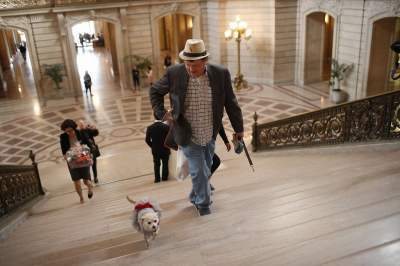 Cute dog becomes mayor of San Francisco - San Francisco, USA, America, Mayor, Chihuahua, Longpost