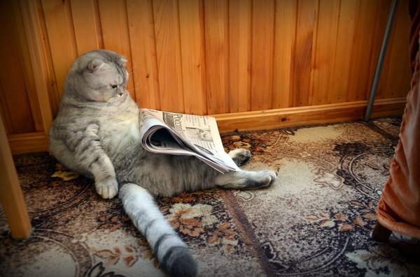 Morning - cat, Newspapers, Morning, , Photo