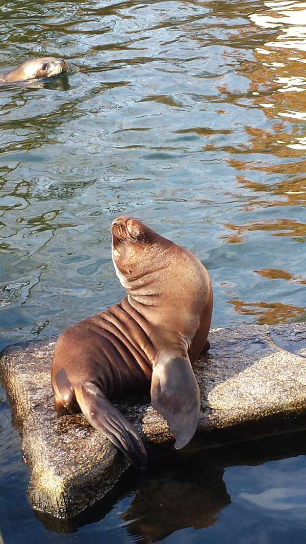 No No No! - My, Zoo, Fur seal, Relax, Animals, Seal
