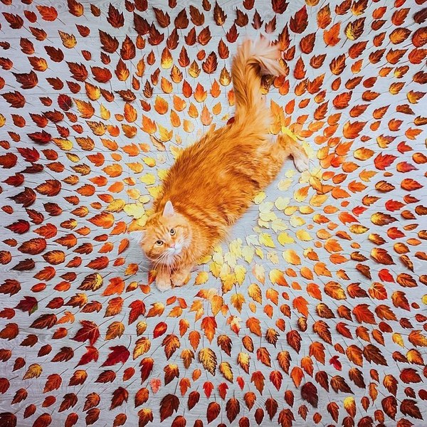 Orangeness - cat, Leaves, Images, Autumn, Redheads