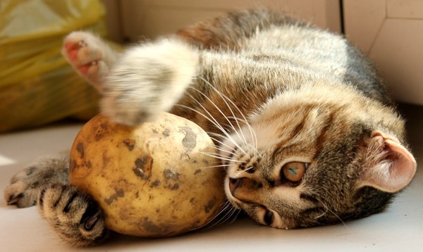 ����������� ���