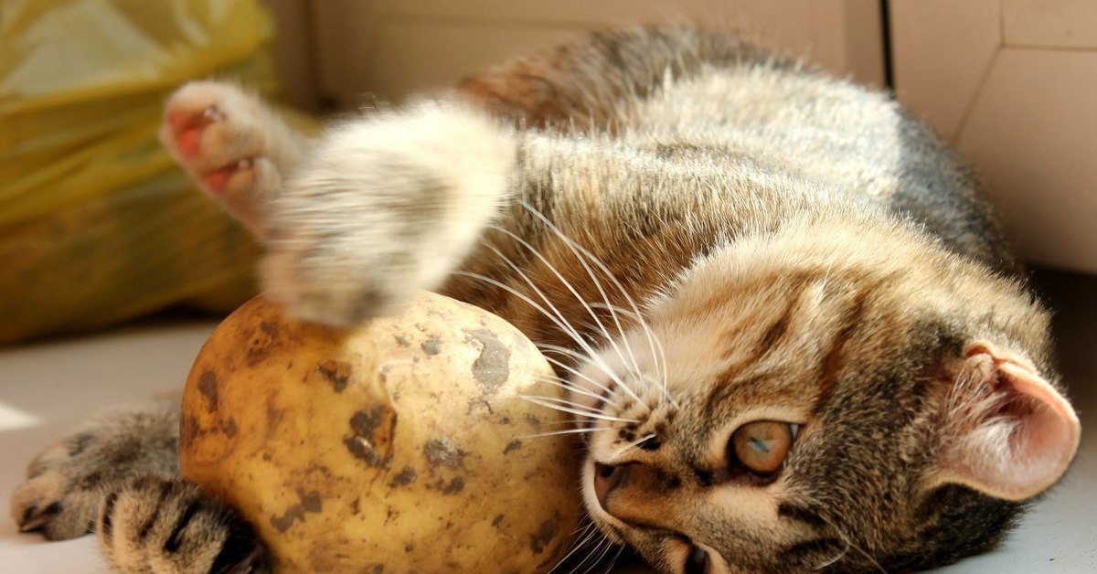 Котам можно картошку. Кошка картошка. Кот ест картошку. Кот чистит картошку. Белорусский кот.