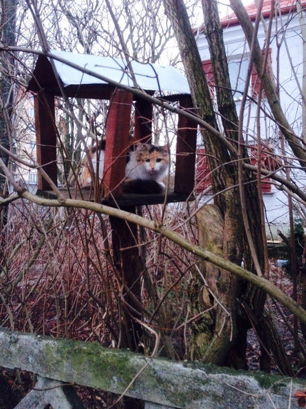 Just a cat in a bowl - My, cat, Milota