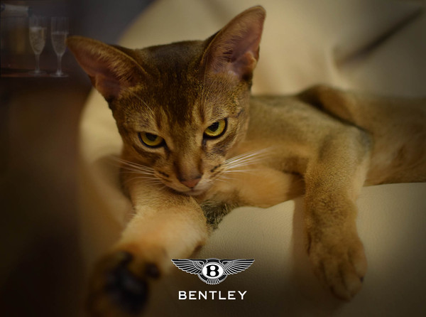New Bentley Commercial