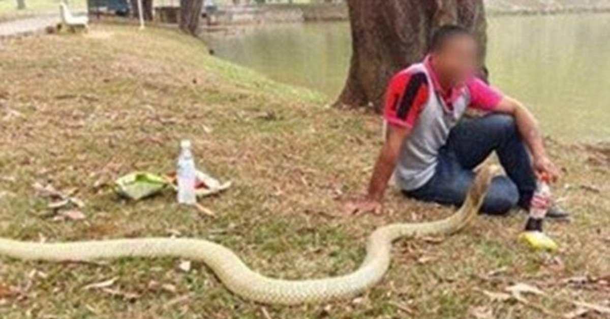 Змеи атакуют змей