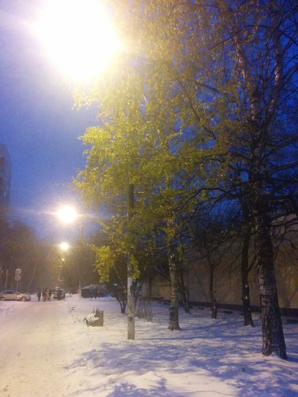 Moscow, an unusual phenomenon. - My, Moscow, Izmailovo, Tree, Birch, Leaves, Snow