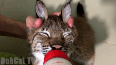 Bunny greedily drinks milk :) - My, Lynx, Hannah, Bobcattv, GIF, Video