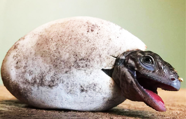 Hatching of the horned iguana of the genus Cyclura - Lizard, Iguana, Terrariumistics, Eggs, Hatching, Animals