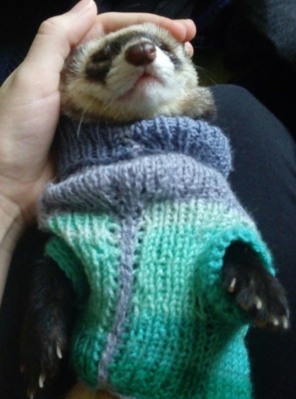 Dress up for winter - My, Ferret, Pullover, Photo