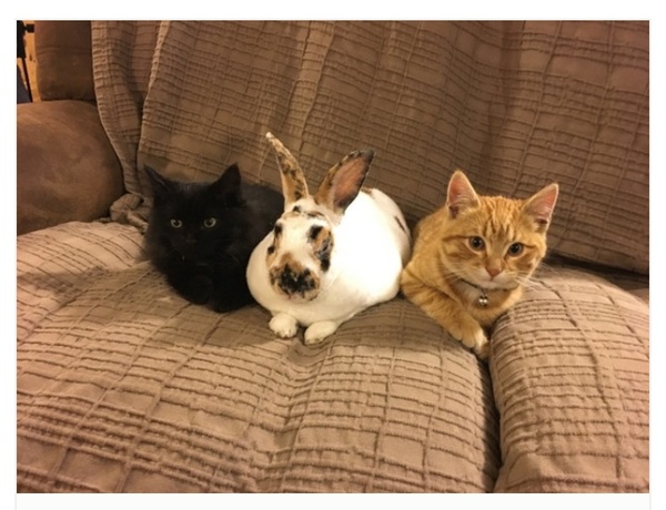 Three friends) - cat, Rabbit, Photo, friendship