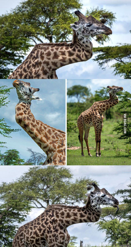 Поломанный жираф