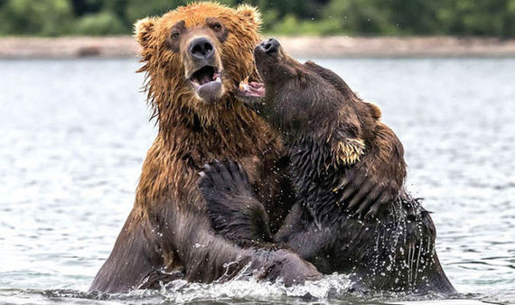 The bears didn't share the fish - Animals, Longpost, Photo, The Bears, A fish, Fight, Hunting