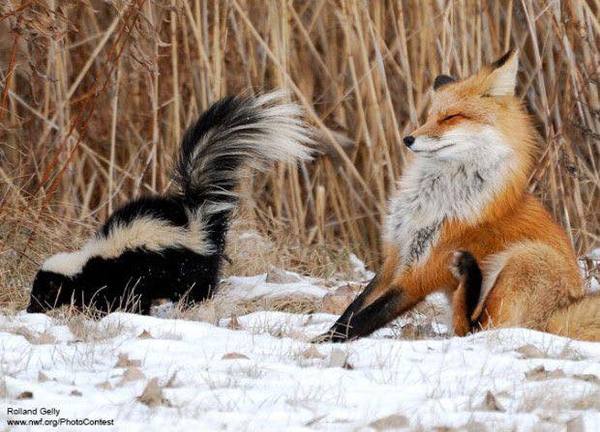 Violent attack of a skunk on a fox - Skunk, Fox, Animals