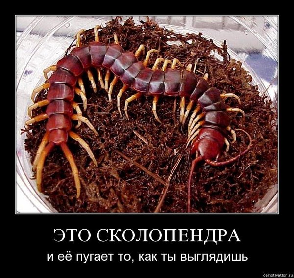 Skolopendra escape - My, Insects, Giant Scolopendra, Fear, Longpost