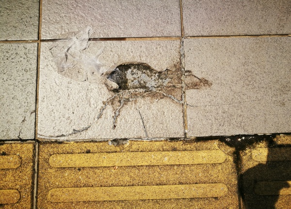 Отпечаток мышки | Пикабу