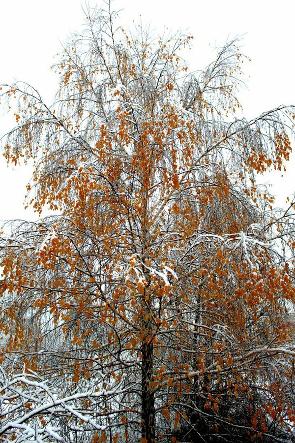 November Belarus - My, Nature, Birch, Landscape, November, Winter, Republic of Belarus