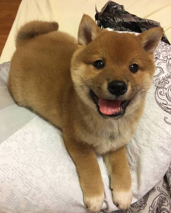 I want to introduce you to my new friend - Stitch! - My, Dog, , Shiba Inu, My